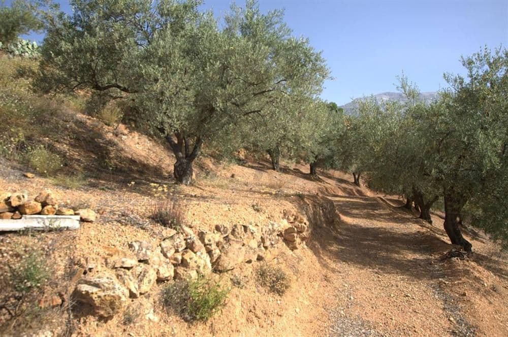Rustic Land in Sedella · Sedella