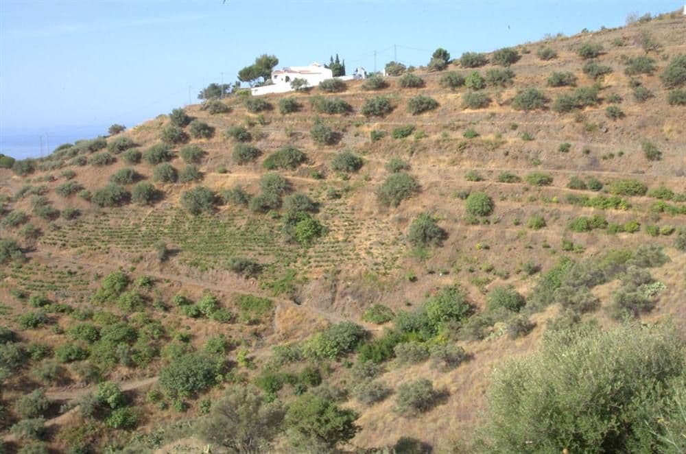 Photo 3 of 6 — Rustic Land in Torrox · Torrox
