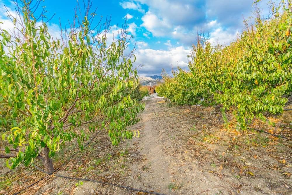Foto 1 de 14 — Terreno Rústico en Torrox · Torrox