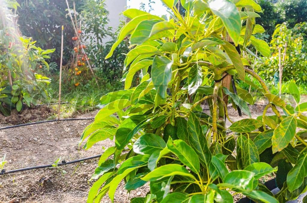 Photo 3 sur 11 — Terrain Rustique à Canillas de Aceituno · Canillas de Aceituno