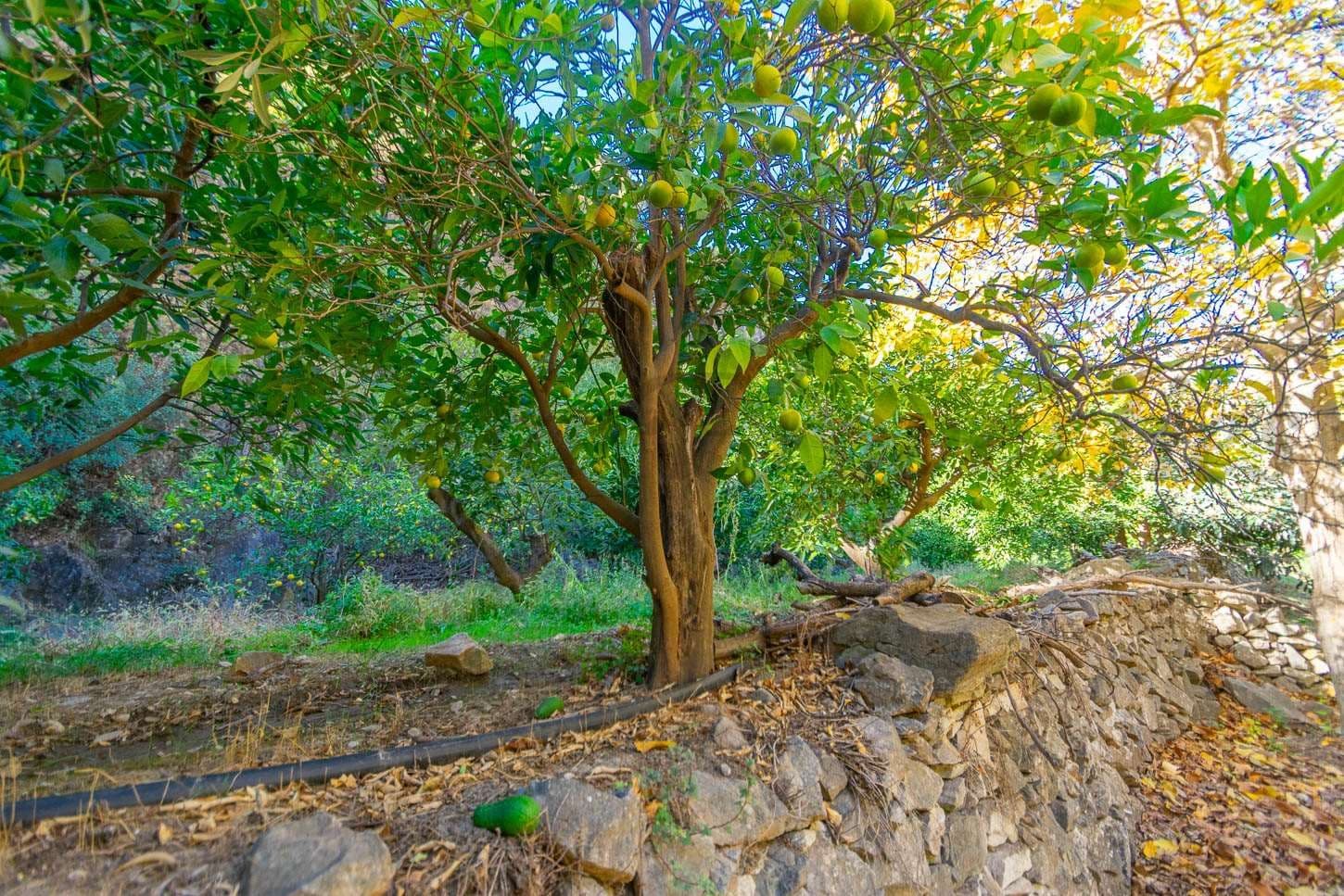 Terreno Rústico en Canillas de Albaida · Canillas de Albaida