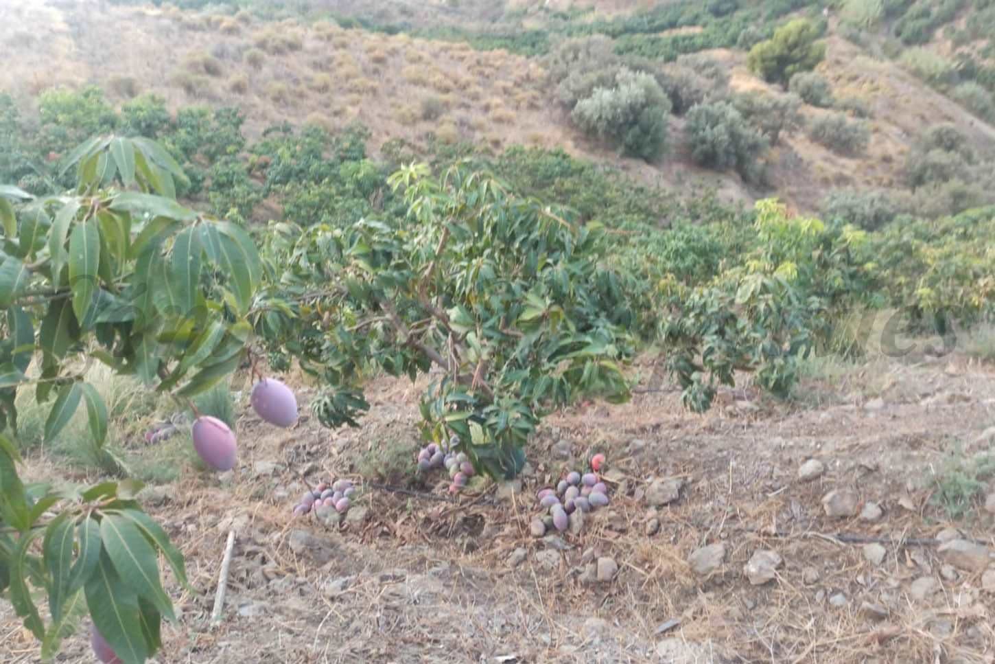 Terreno Rústico en Frigiliana · Frigiliana