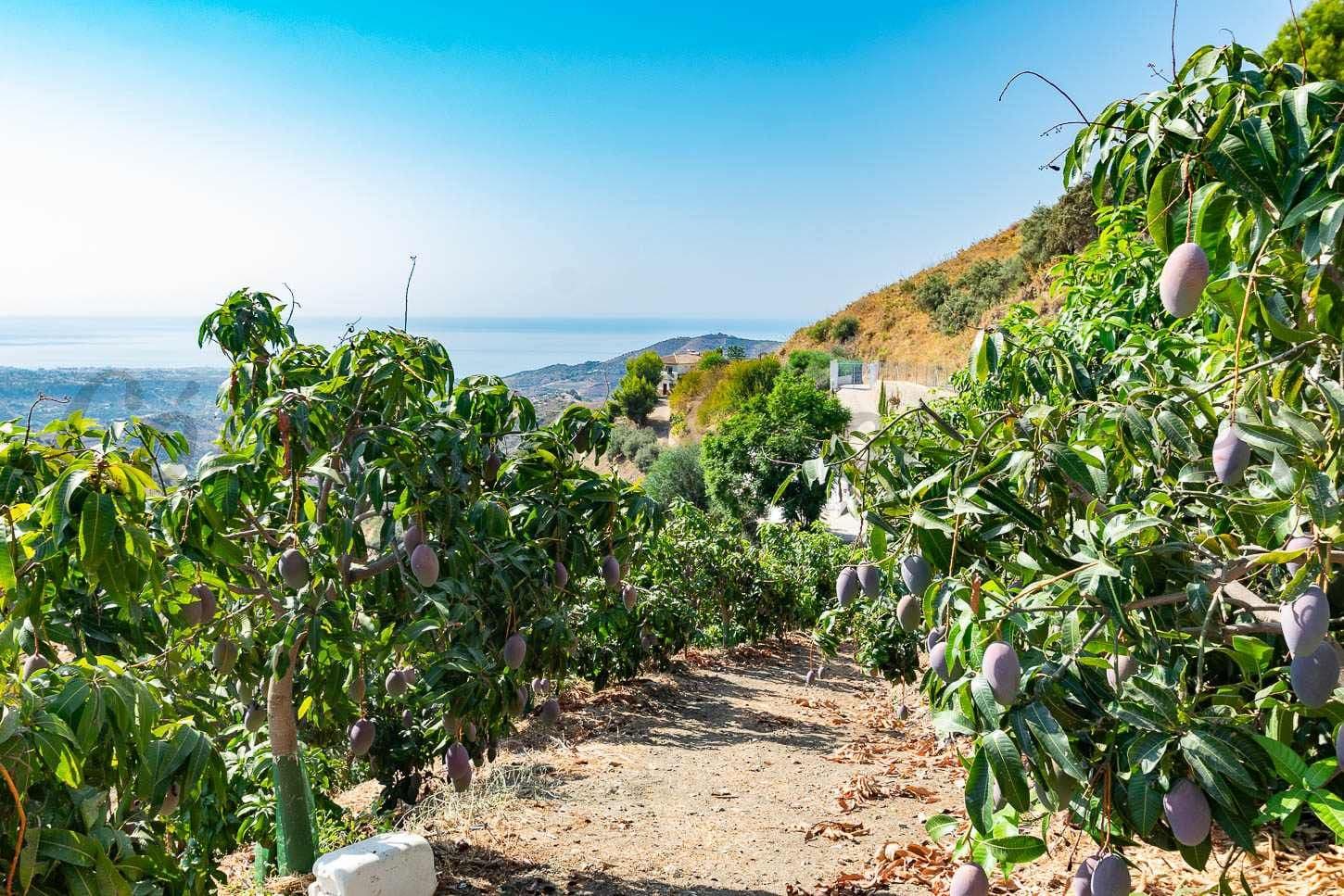 Photo 3 sur 9 — Terrain Rustique à Torrox · Torrox